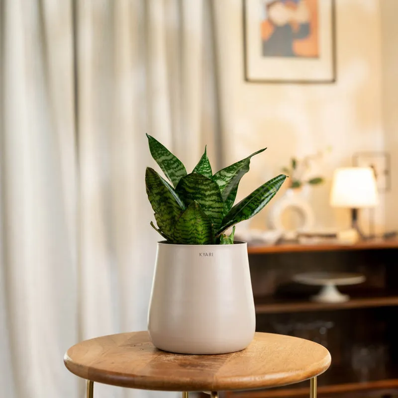 Kyari Snake Plant With Self Watering Metal Pot - Beige media 1