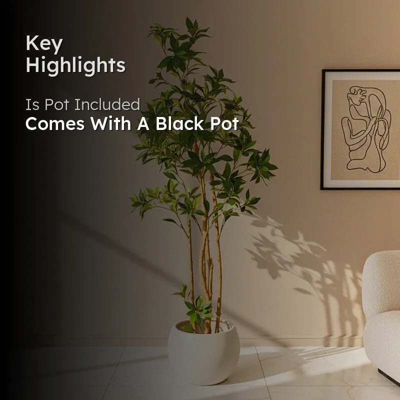 Verdiq Artificial Ruscus With Black Plastic Pot - 5 Feet - 2