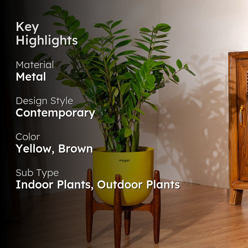 Kyari Green ZZ Plant With Metal Self Watering Pot (Yellow) - 2.4 Feet media 2