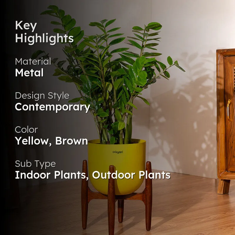 Kyari Green ZZ Plant With Metal Self Watering Pot (Yellow) - 2.4 Feet - 2