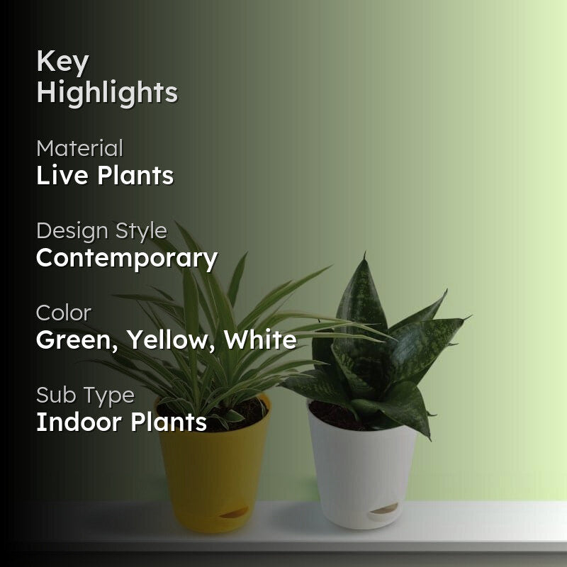 Ugaoo Spider, Sanseveria Air Purifier Plants With Pot - Set Of Two media 2