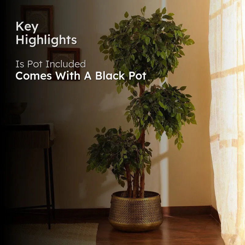 Artificial Green Ficus Bonsai With Black Plastic Pot - 5.5 ft media 2