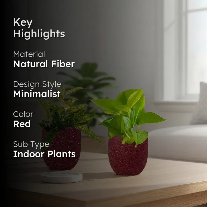 Greenkin Bamboo & Golden Pothos Live Plants (Red) - Set Of Two media 2