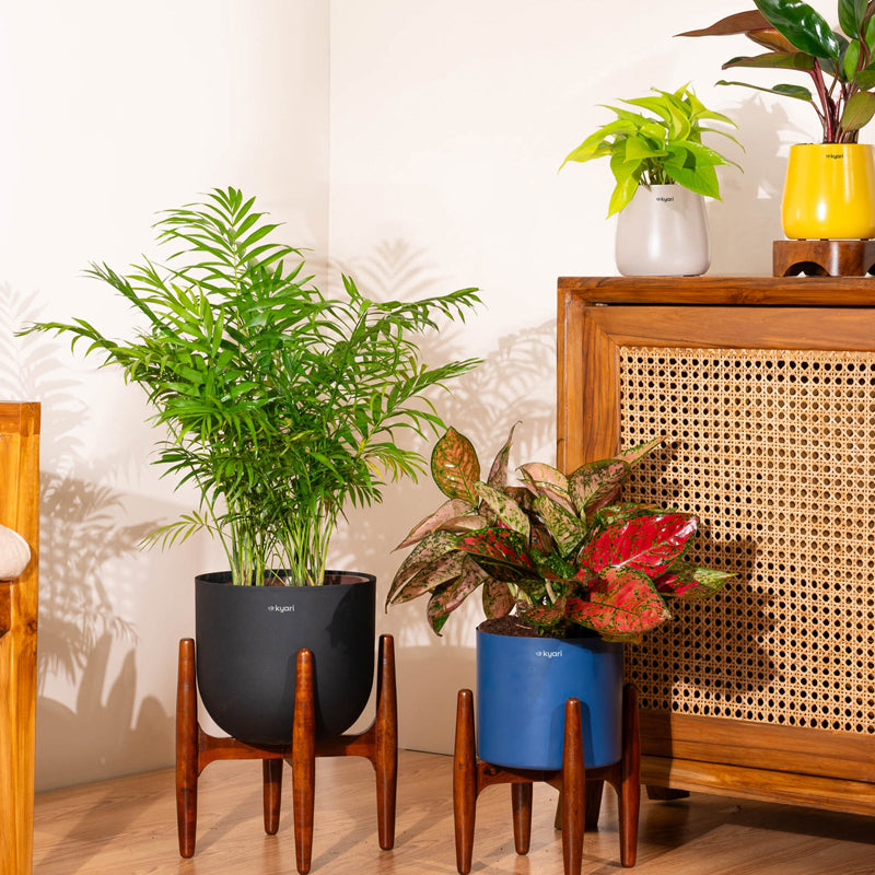 Kyari Areca Palm With Metal Self Watering Pot (Blue) - 3 Feet media 4