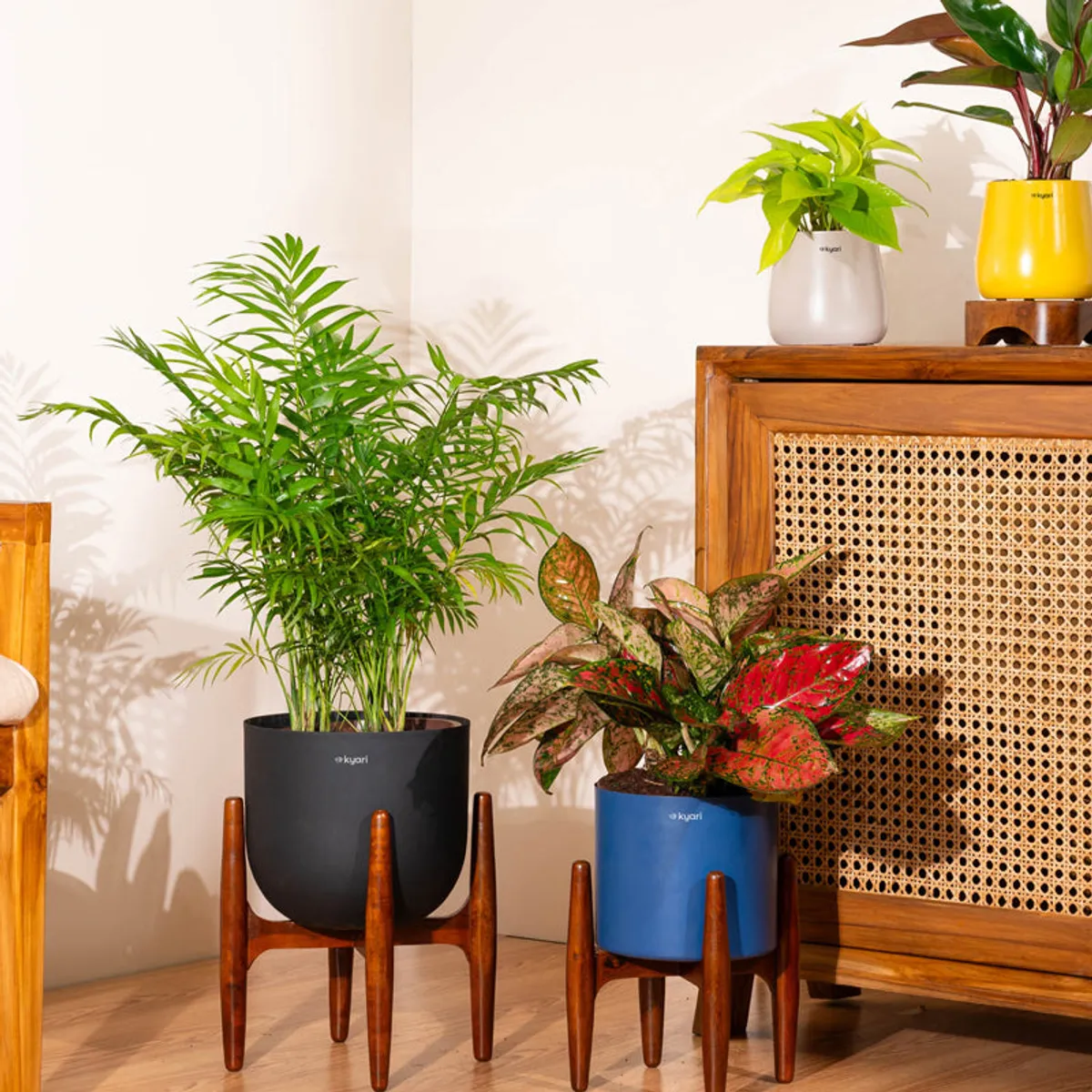 Areca palm in a blue pot displayed beside another plant on a wooden cabinet