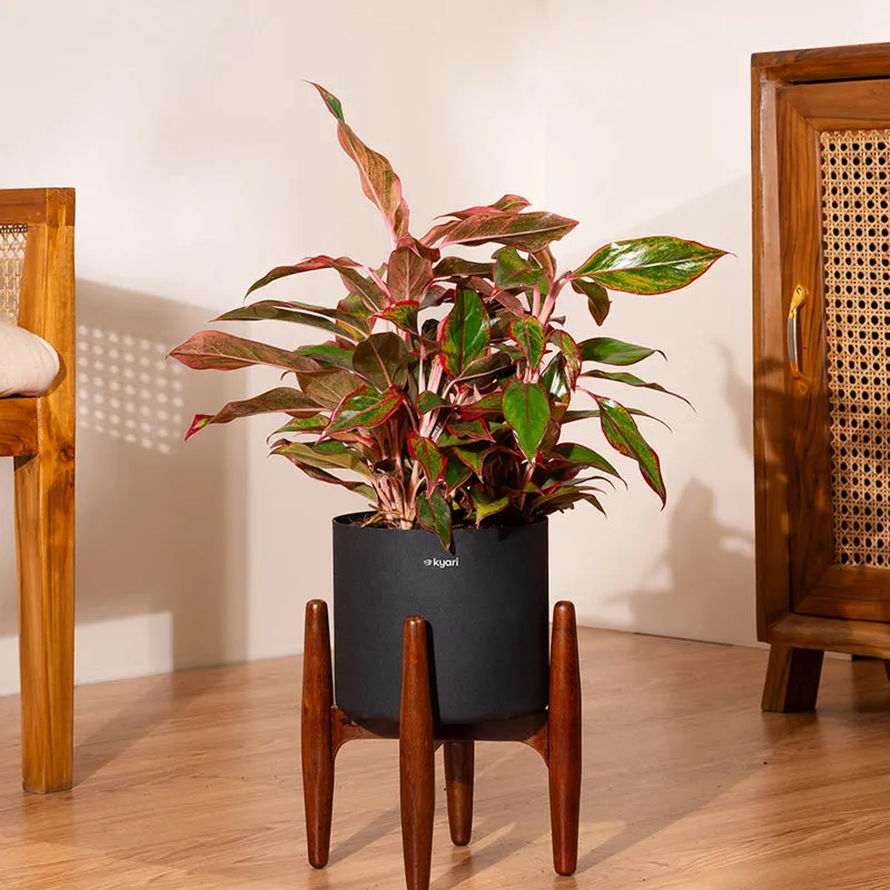 Kyari Agalonema Lipstick Plant With Metal Self Watering Pot (Black) - 1. 6 Feet media 1