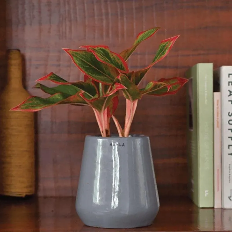 Ugaoo Tulip Fantasy 603XS Grey Ceramic Pot media 3