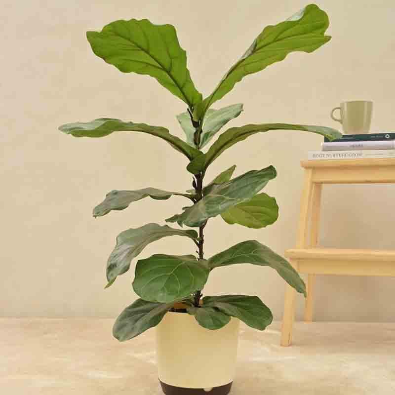 Ugaoo Fiddle Leaf Fig Plant media 5