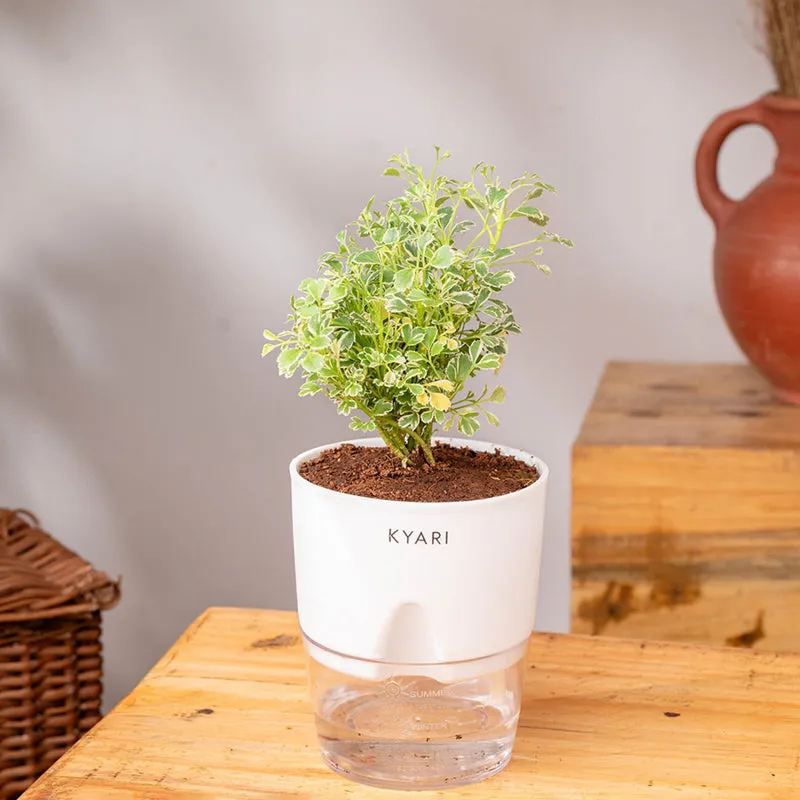 Kyari Aralia Variegated With Self Watering Pot - White media 3