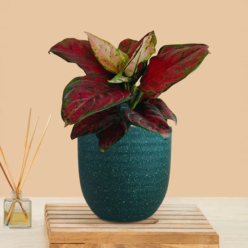 Greenkin Aglaonema Red Beauty Live Plant - Green media 3