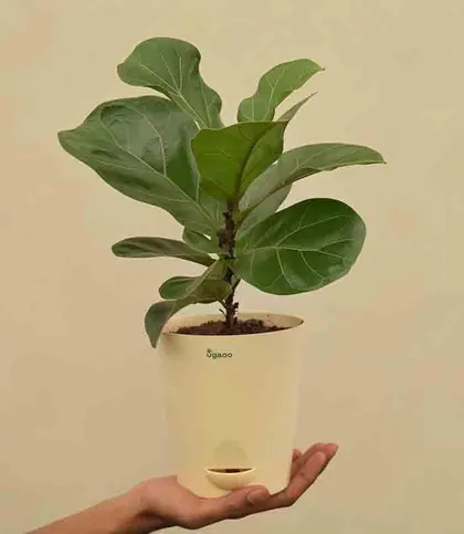 Live Plants