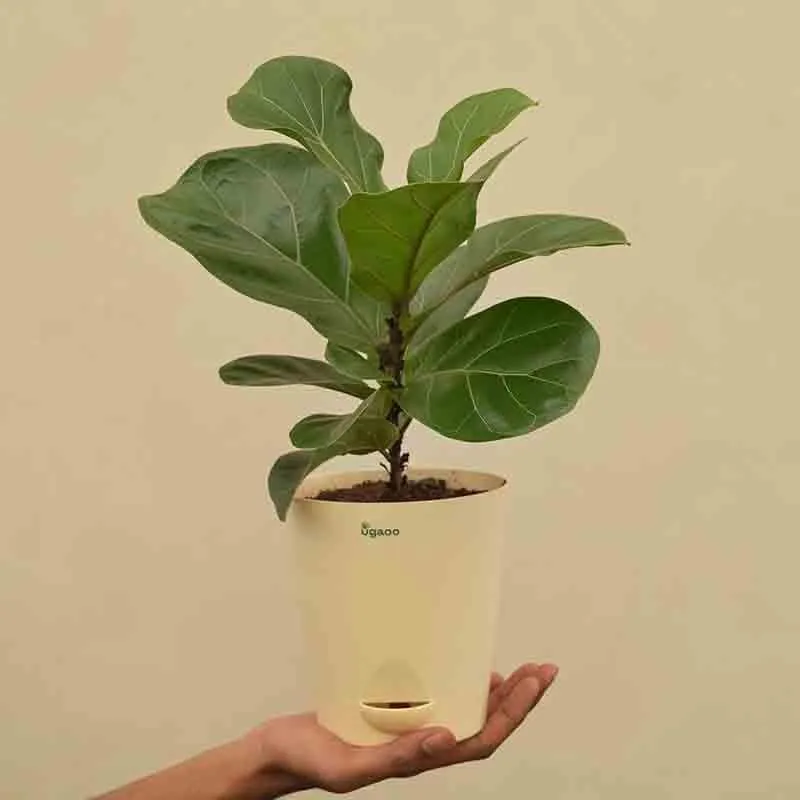 Ugaoo Fiddle Leaf Fig Plant - Bambino (Medium) media 1