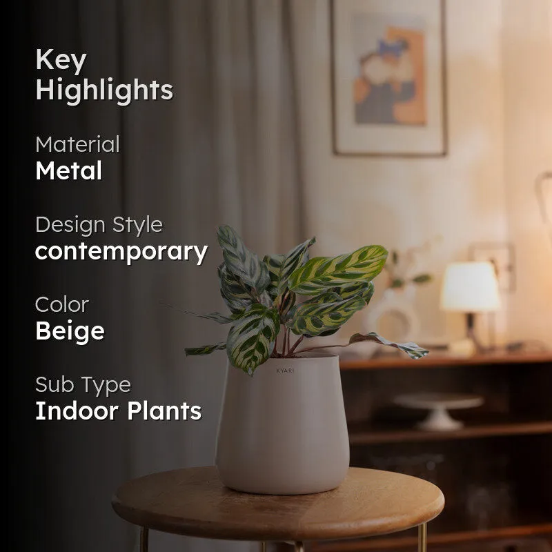 Kyari Peacock Plant With Metal Self Watering Pot - Beige media 2