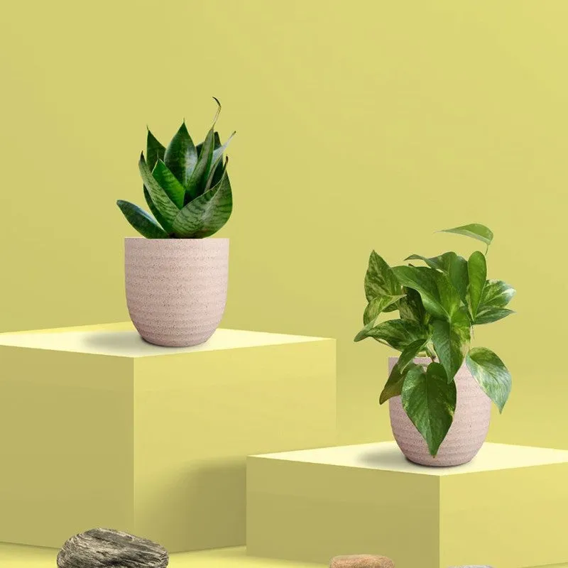 Greenkin Money Plant Gold King & Snake Live Plants (Ivory) - Set Of Two media 3