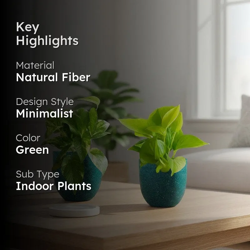 Greenkin Money Plant & Gold King Indoor Live Plants (Green) - Set Of Two media 2