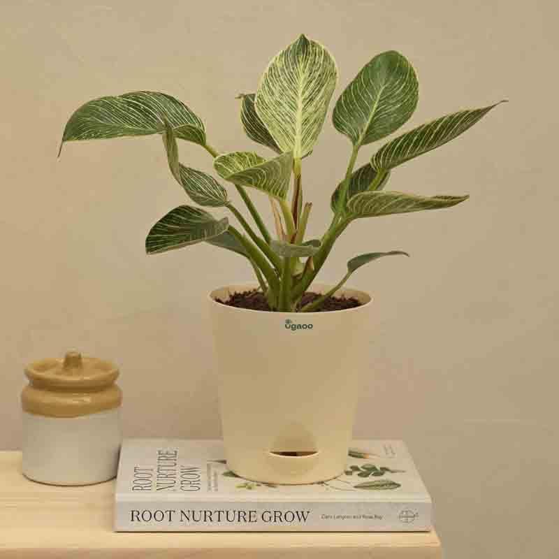 Live Plants
