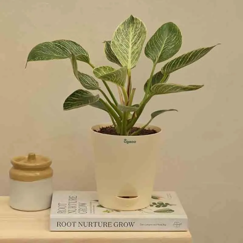 Ugaoo Philodendron Birkin Plant - Medium media 1