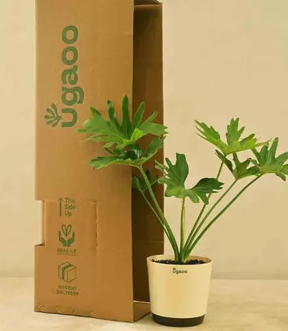 Live Plants