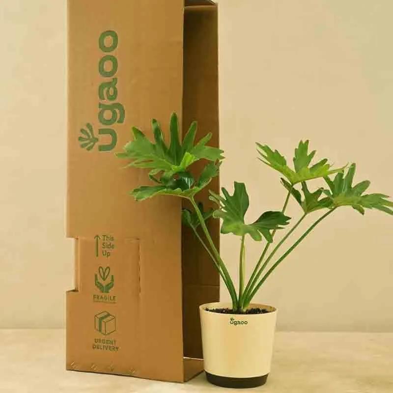 Ugaoo Philodendron Selloum Plant media 1