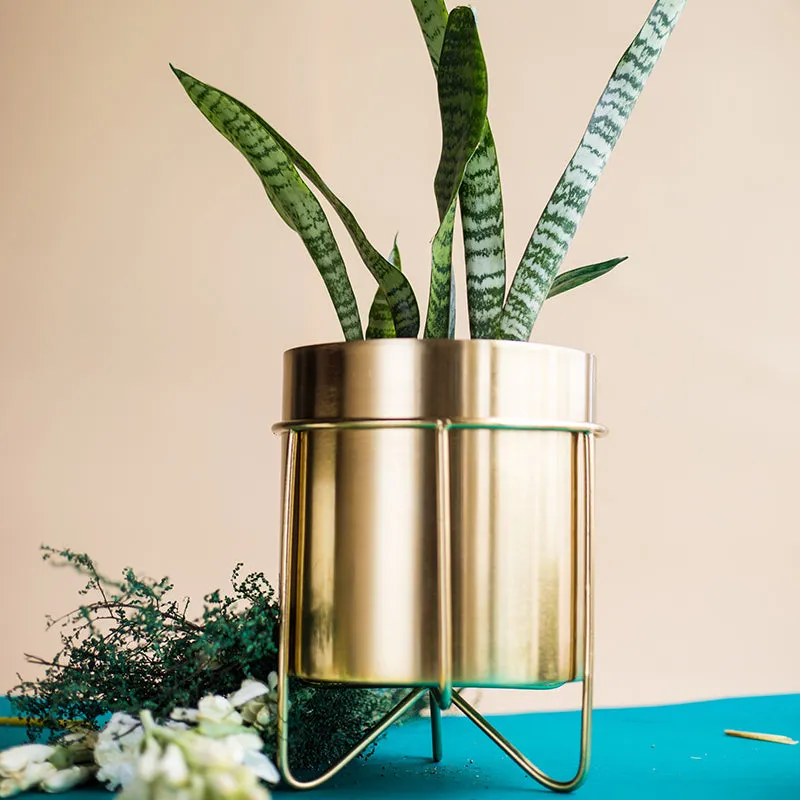 Metal Root Iron Planter media 3