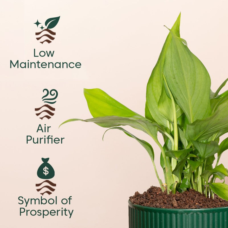 Kyari Peace Lily Plant with Self Watering Pot - Green media 4