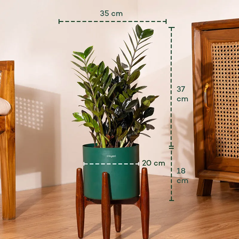 Kyari Black ZZ Plant With Metal Self Watering Pot (Green) - 2 Feet media 5