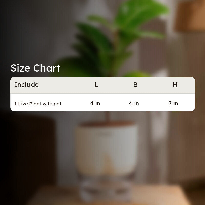 Kyari Fiddle Fig Plant With Self Watering Pot (Ivory) - 18 cm media 8
