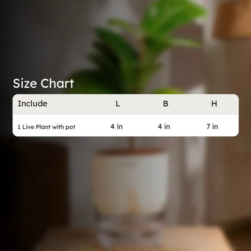 Kyari Fiddle Fig Plant With Self Watering Pot (Ivory) - 18 cm media 8
