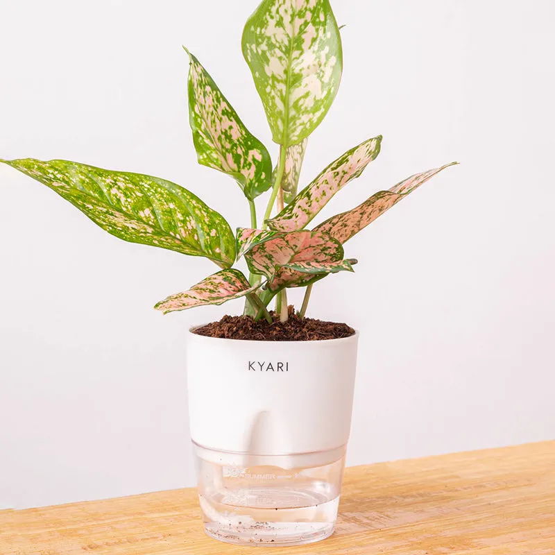 Kyari Aglaonema Snow White With Self Watering Pot - White media 6