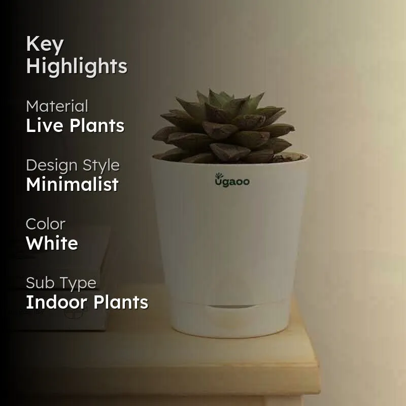 Ugaoo Echeveria Lotus Chinensis Plant media 2