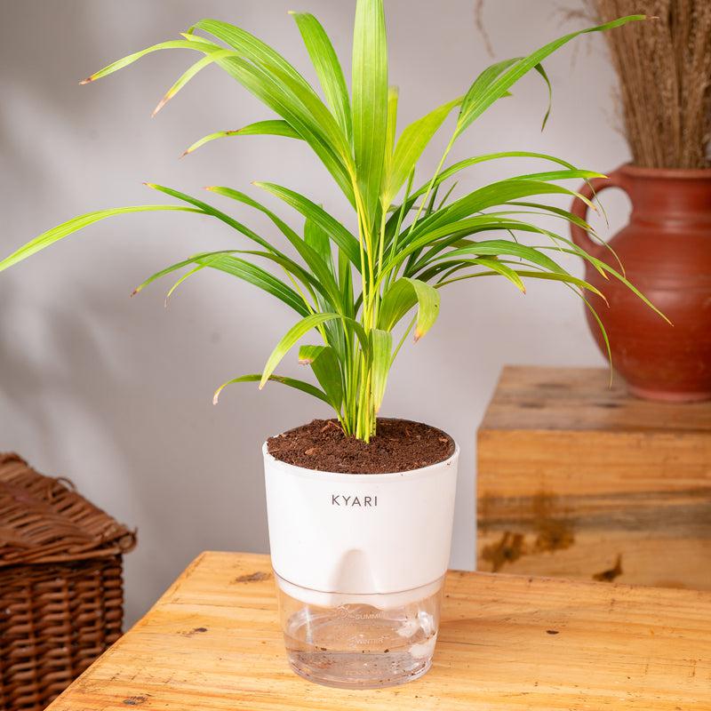 Kyari Areca Palm With Self Watering Pot - White media 3