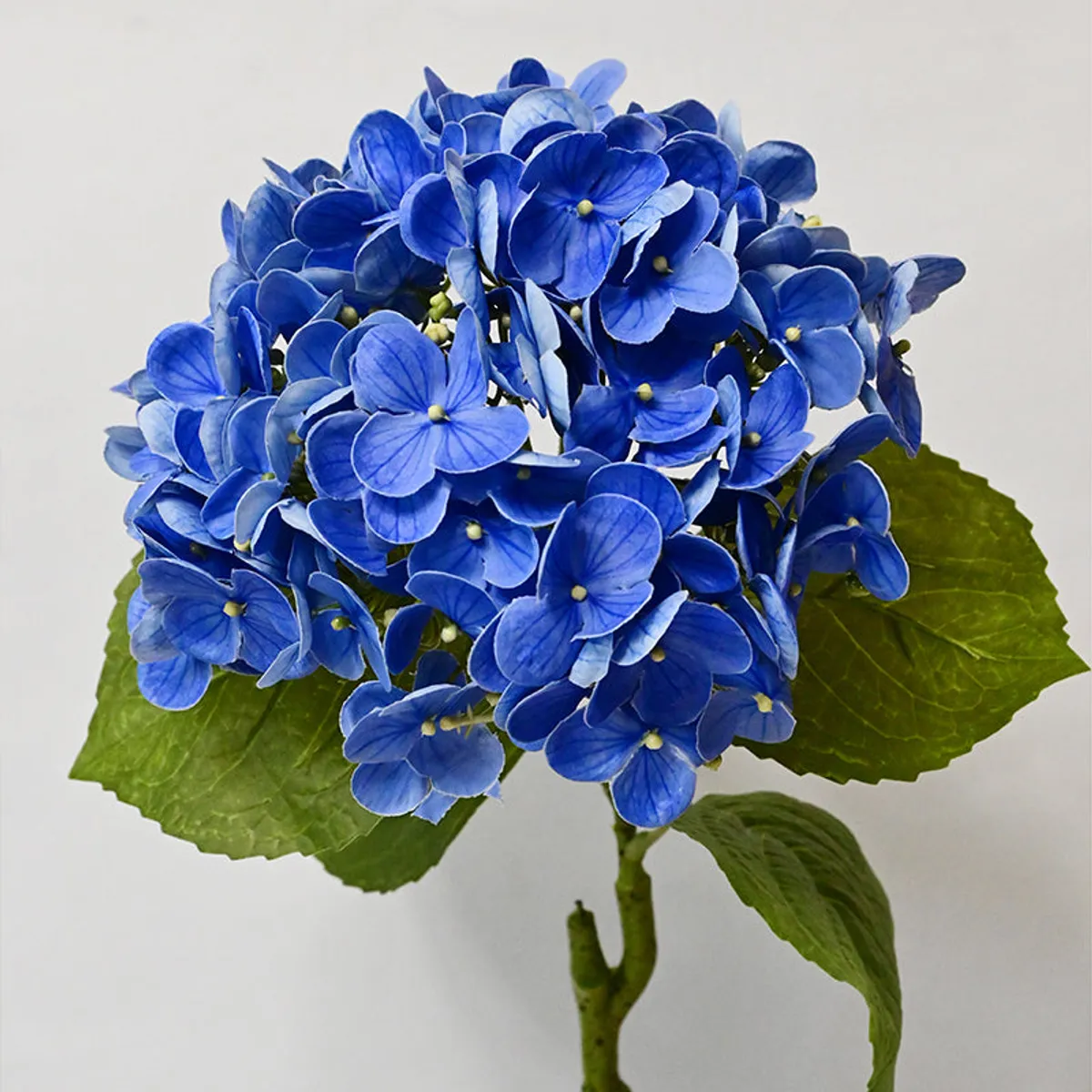 Close-up view of a full blue hydrangea flower head and green leaves