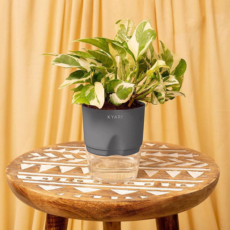 Kyari Money Plant With Self Watering Pot - Grey