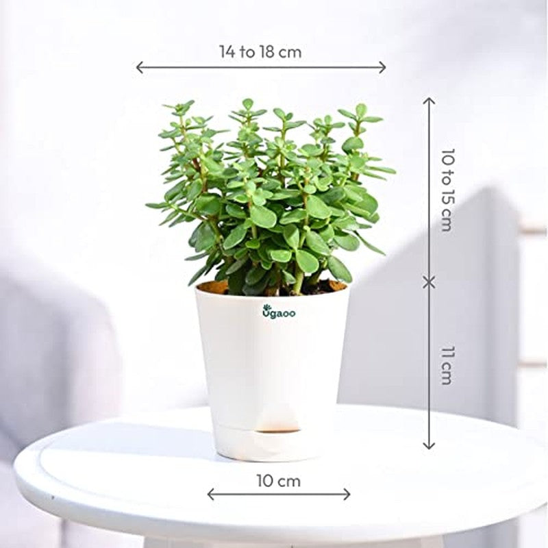 Ugaoo Jade Mini Plant-Small media 10
