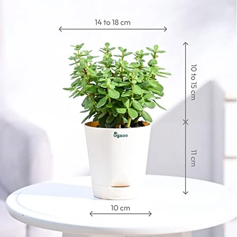 Ugaoo Jade Mini Plant-Small media 10