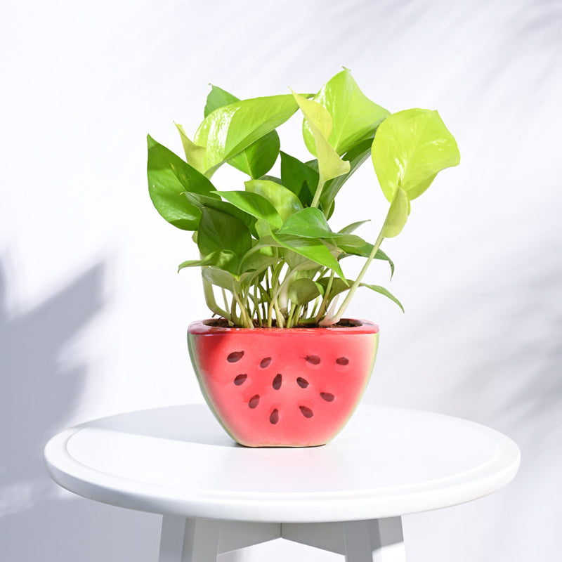Ugaoo Watermelon Original Color Ceramic Planter media 3
