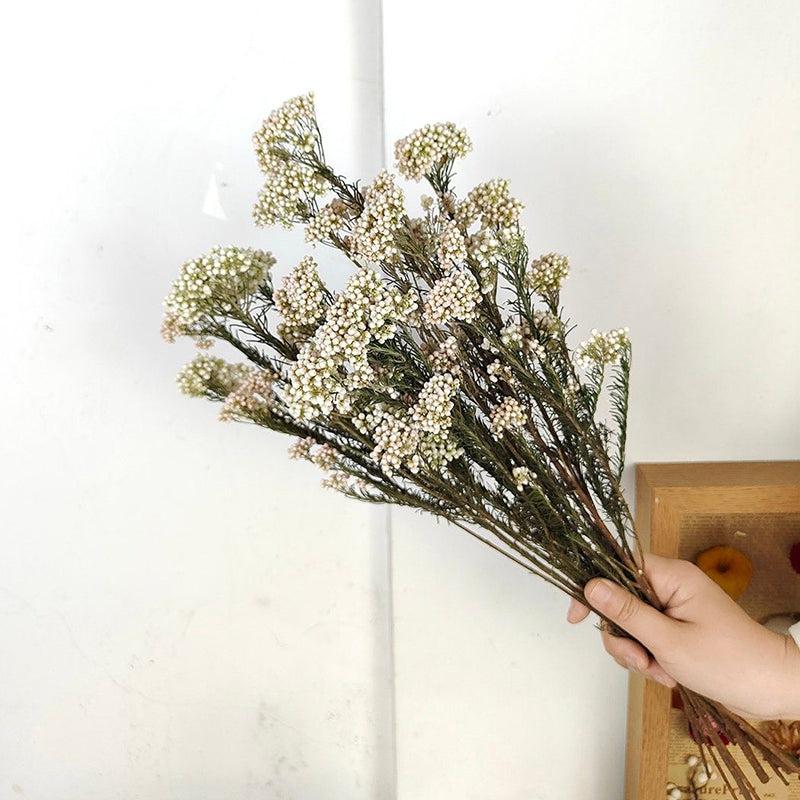 Dried Flowers & Leaves