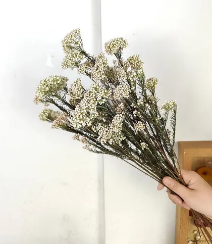 Dried Flowers & Leaves