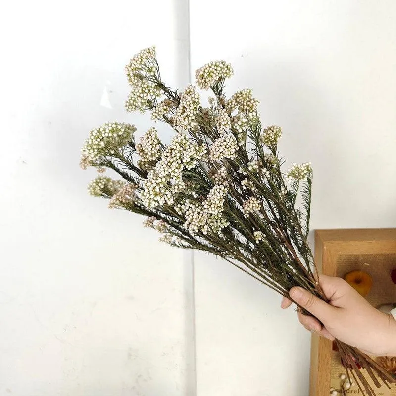 Dried Rice Flower Bunch - Set Of Three media 1