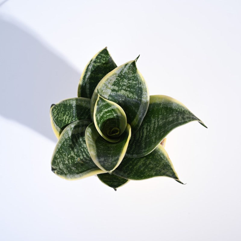 Ugaoo Snake Plant - Golden Hahnii media 4
