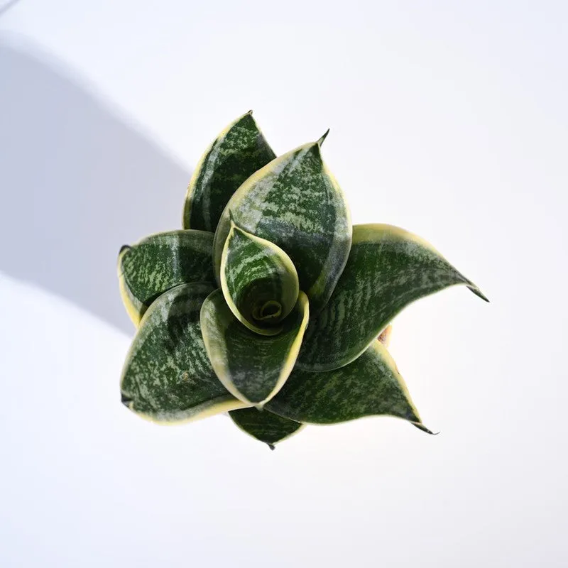 Ugaoo Snake Plant - Golden Hahnii media 4
