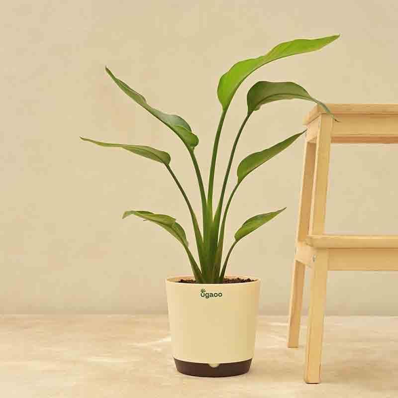 Ugaoo Bird of Paradise Plant - Big media 3