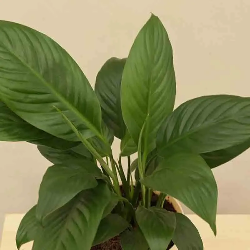 Ugaoo Peace Lily Plant - 20cm media 3