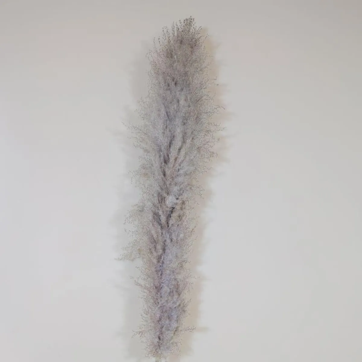 Single grey pampas stick against a plain light background