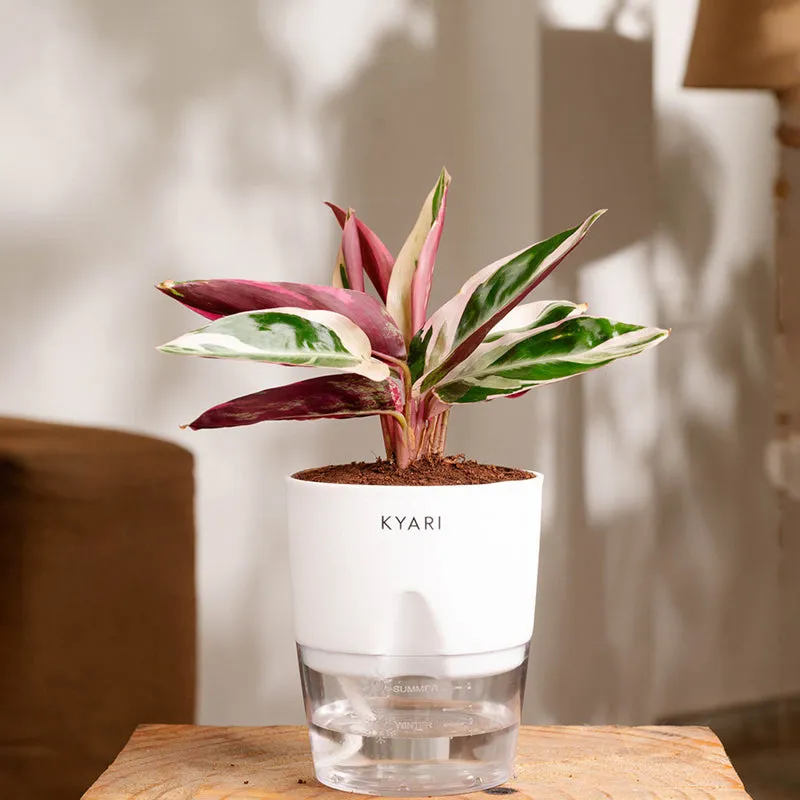Kyari Calathea Triostar With Self Watering Pot - White media 1