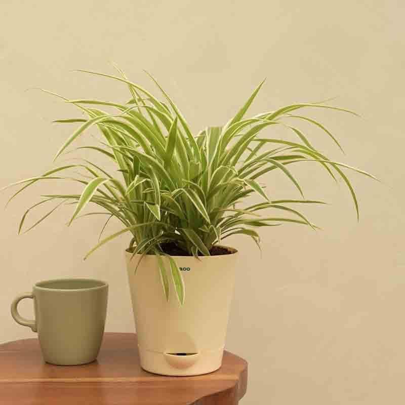 Ugaoo Spider Plant - Medium media 6