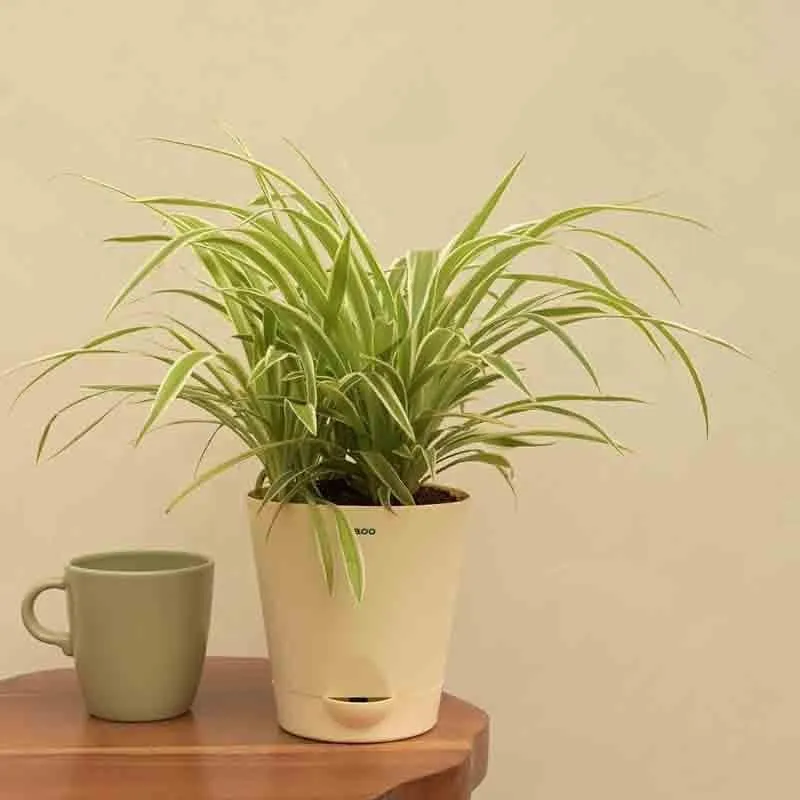 Ugaoo Spider Plant - Medium media 6