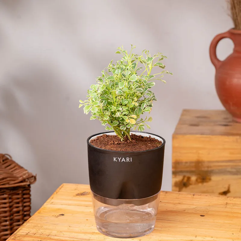 Kyari Variegated Aralia Plant With Self Watering Pot (Black) - 18 cm media 3