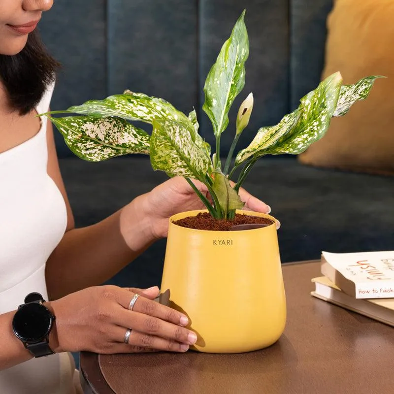 Kyari Aglaonema Snow White Plant With Metal Self Watering Pot - Yellow media 4