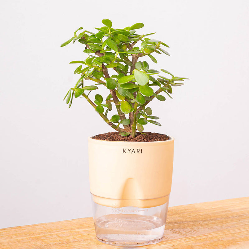 Kyari Jade Plant With Self Watering Pot (Ivory) - 18 cm media 6